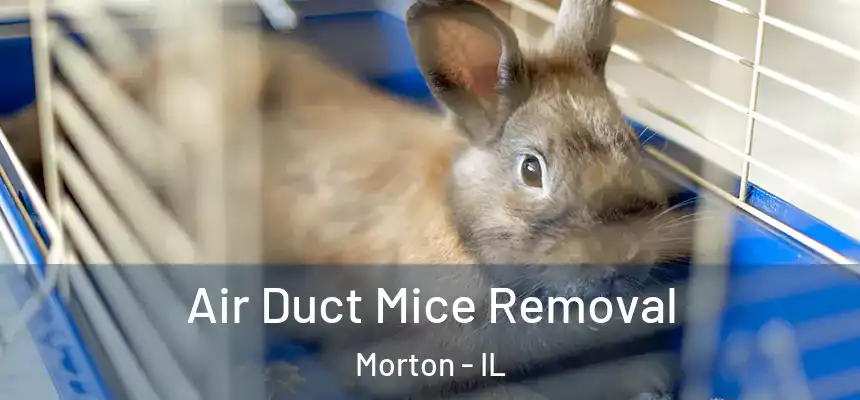 Air Duct Mice Removal Morton - IL